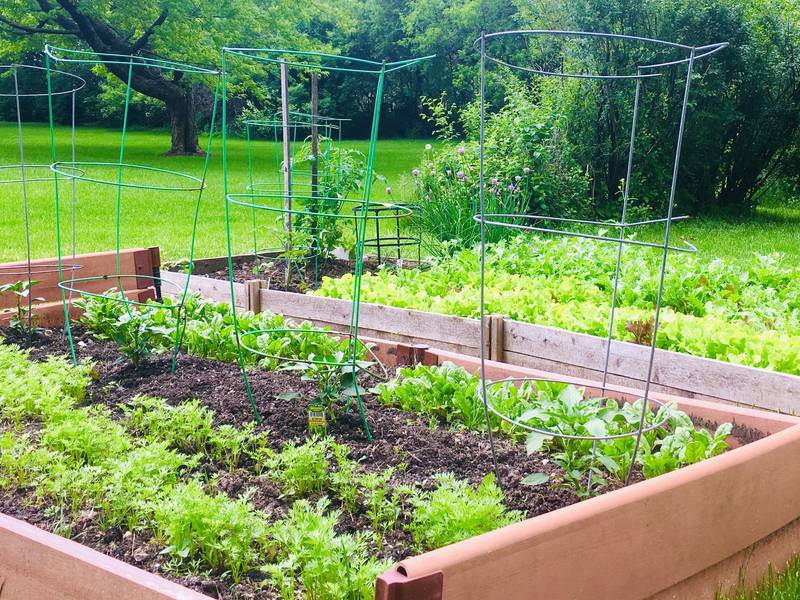 An 8-by-8-foot raised garden bed with spinach, lettuce, and carrots.