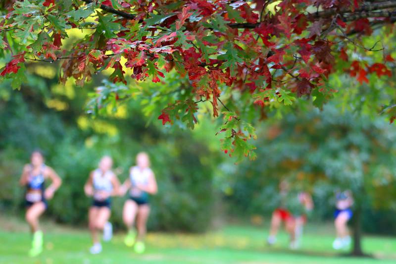 Girls runners pass through changing leaves during the Fox Valley Conference Cross Country Meet at McHenry County College in Crystal Lake on Saturday, October. 18, 2025.
