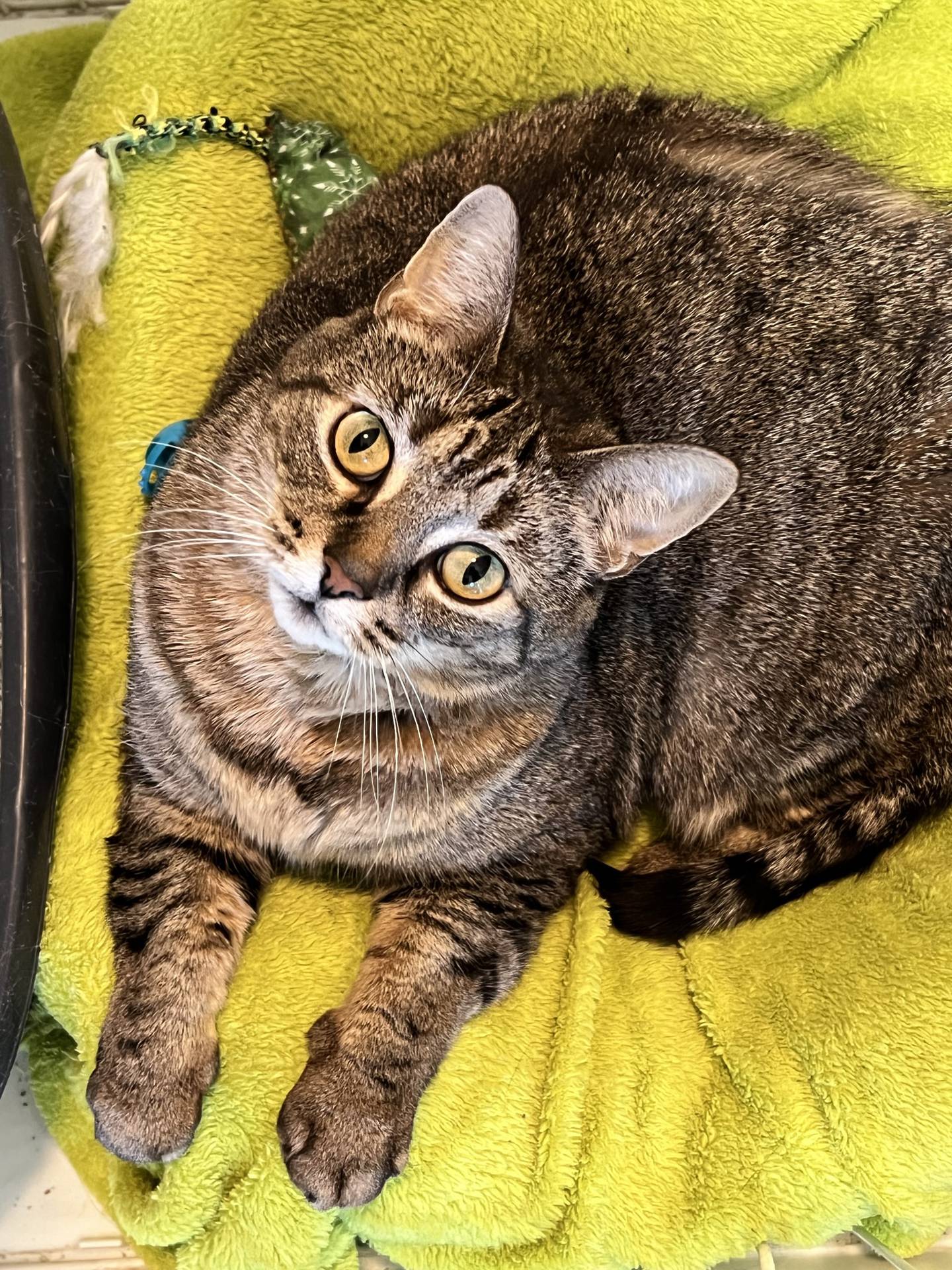 Sativa is a 5-year old female brown tabby that was sadly relinquished by her previous owner through no fault of her own.  She is a large girl at 13 pounds who has a lot of love to share.  She eagerly greets visitors and loves pets and attention.  She has a friendly and curious nature that will make her a good fit for any home.  To meet Sativa, email Catadoptions@nawsus.org. Visit nawsus.org.