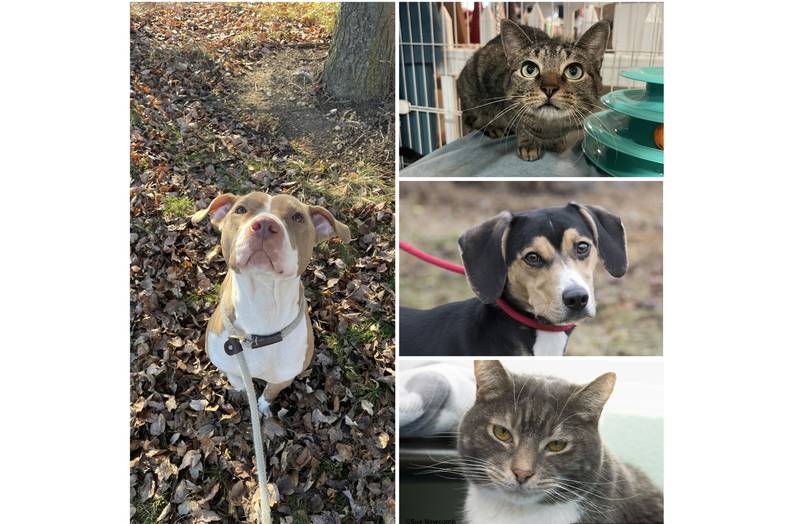 The Herald-News presents this week’s Pets of the Week. Read the description of each pet to find out about it, including where it can be adopted in Will County.