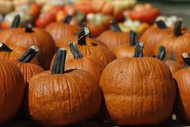Pumpkin season is here – check out our expansive list of pumpkin farms and festivities