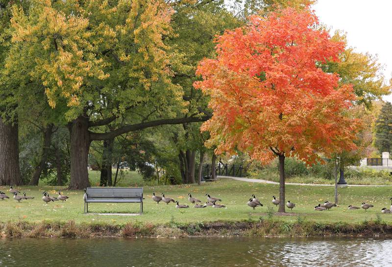 Canada geese relax under the colorful trees on East Lagoon Monday, Oct. 17, 2022, at Northern Illinois University in DeKalb.