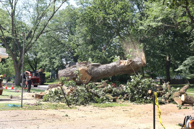 The trunk of the historic oak tree at 240 Rolfe Road in DeKalb finally falls Thursday, July 21, 2022, after standing in that spot for several hundred years. The tree, one of the oldest in the city, was beginning to die and lost a branch in a storm last week so at the advice of an arborist the city opted to remove it rather than risk more branches coming down and causing damage or injury.