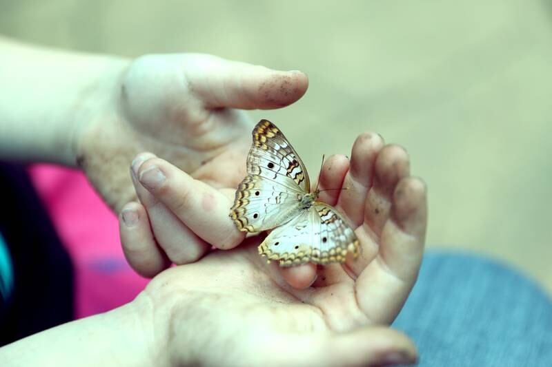 The Butterfly House at Peck Farm Park in Geneva opened for the 2025 season on May 17.