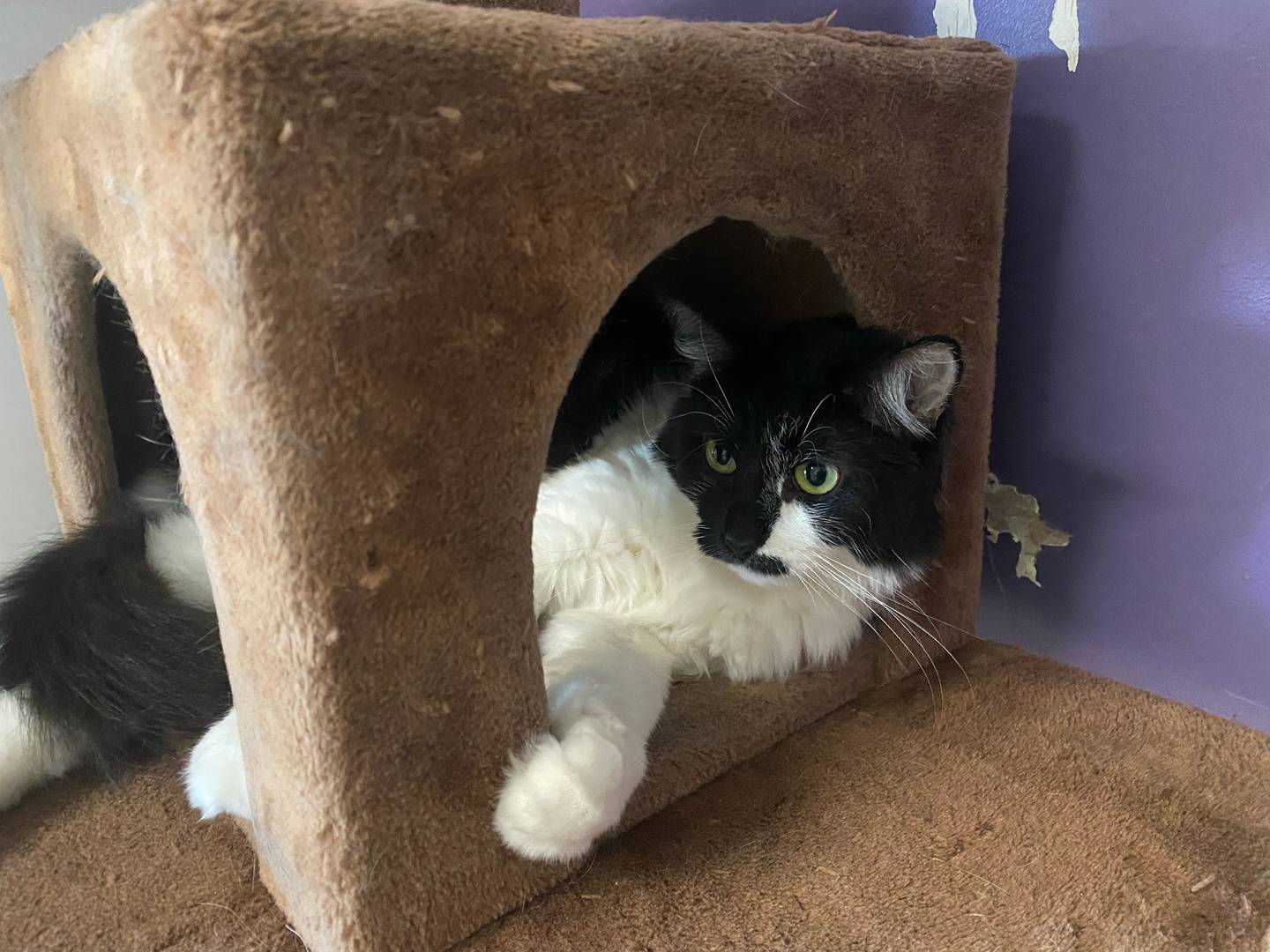 Soccer Mom is a 2-year-old domestic shorthair. She is kindhearted and loving. Soccer Mom appreciates her alone time and is fond of relaxing in her bed. She doesn’t enjoy the presence of young cats. For more information on Soccer Mom, including adoption fees please visit  justanimals.org or call 815-448-2510.