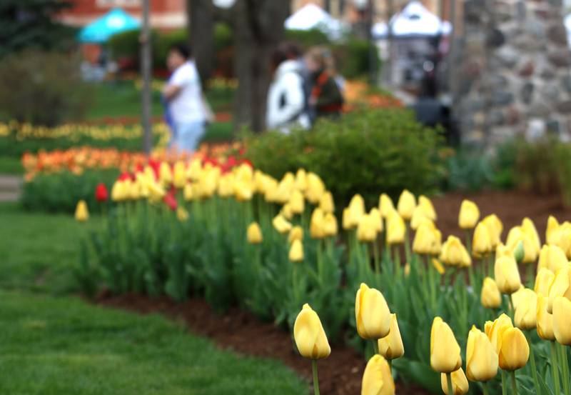 Tulips adorn the edge of the Square during the farmers market Saturday, April 29, 2023.