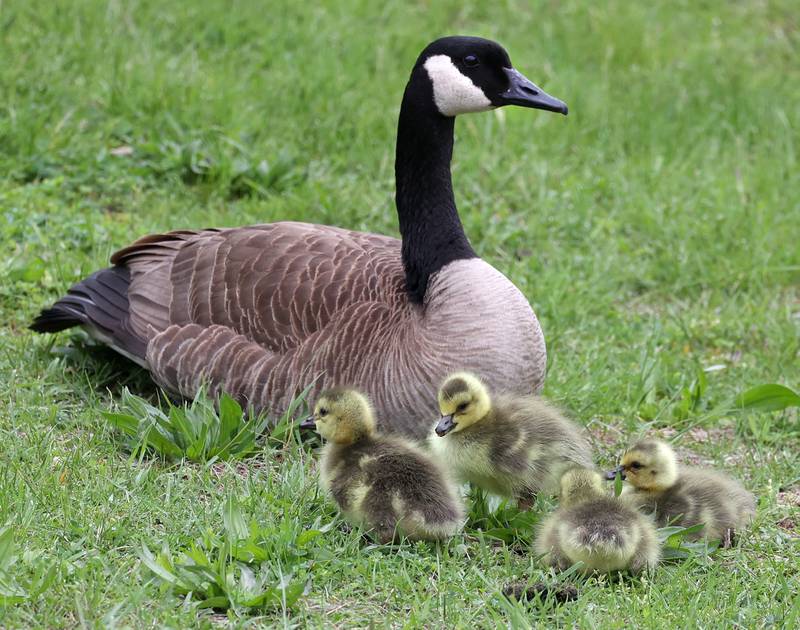 A mother goose watches over her goslings as they graze on the grass Friday, May 2, 2025, on the campus of Northern Illinois University in DeKalb. Spring is a great time to see all kinds of baby birds and mammals.