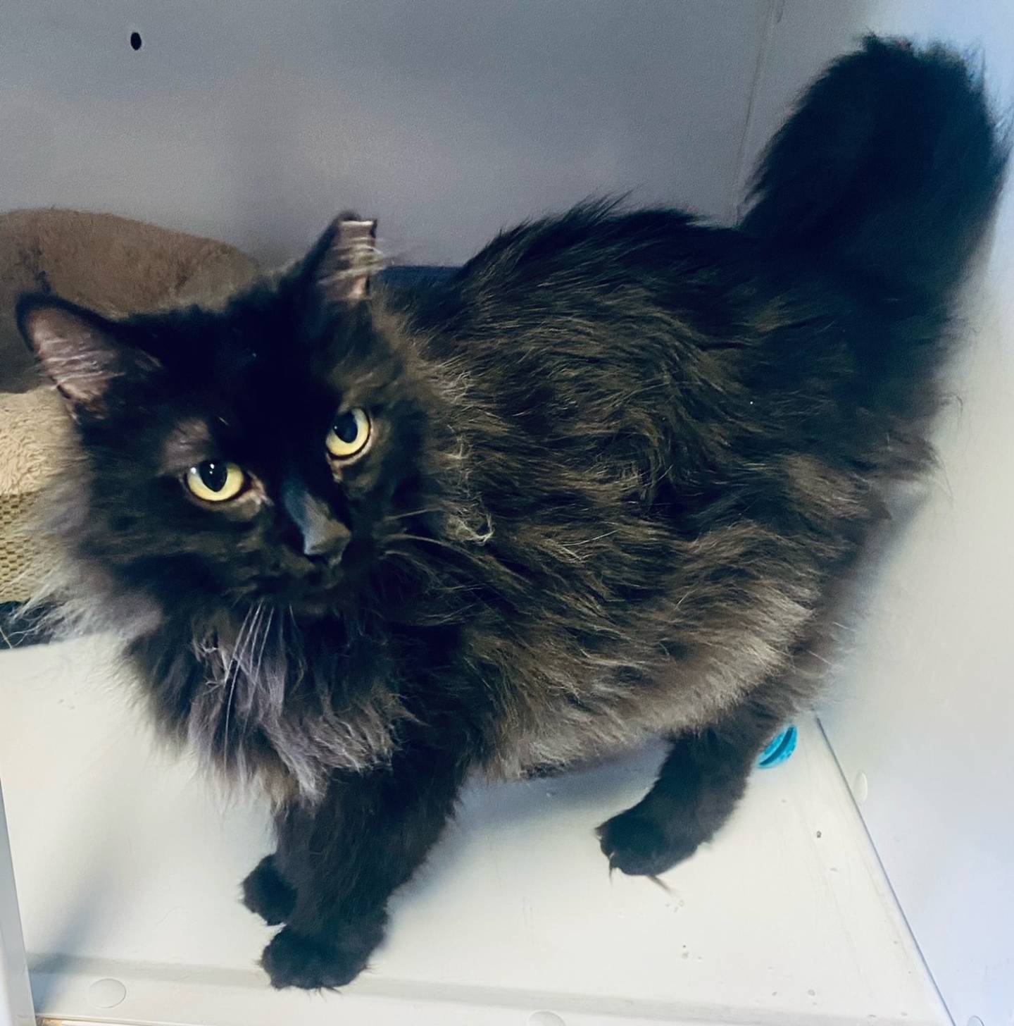 Tai Tai is a 6-year-old domestic long hair. He is affectionate, calm, and independent. Tai Tai loves kids and enjoys watching birds in the window. For more information on Tai Tai, please visit justanimals.org or call 815-448-2510.