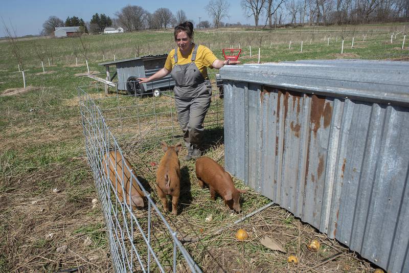 Danielle Olson shows off a trio of young pigs Thursday, April 21, 2022 on her family farm in Prophetstown. Olson and husband Isaiah Jones run the organic farm and invite visitors to tour, take classes and learn about some of their processes.
