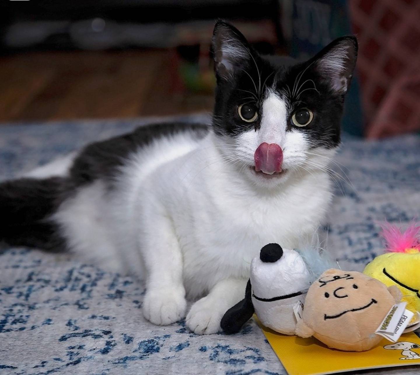 Dottie is cuddly and playful. She does well with kids and respectful cats and dogs. She loves belly rubs, wand toys, her cat tree and watching the world outside. She can be carried like a baby and communicate when her food bowl is empty. Looking for a loving, fun companion? Dottie is your girl. To meet Dottie, visit thekittysquad.com/adoptables.