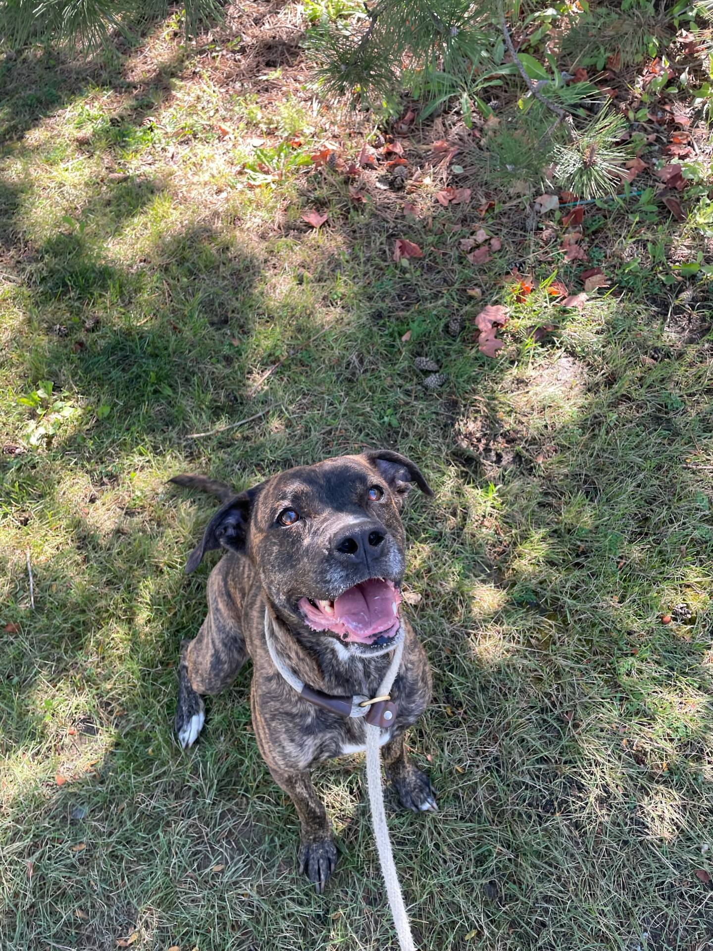 Mitzi is a happy 18-month-old old brindle that was rescued from a local animal control where she was at risk of euthanasia. Mitzi is playful, does well on walks, and loves to snuggle and meet new people. She needs a home without cats. To meet Mitzi, email Dogadoption@nawsus.org. Visit nawsus.org.