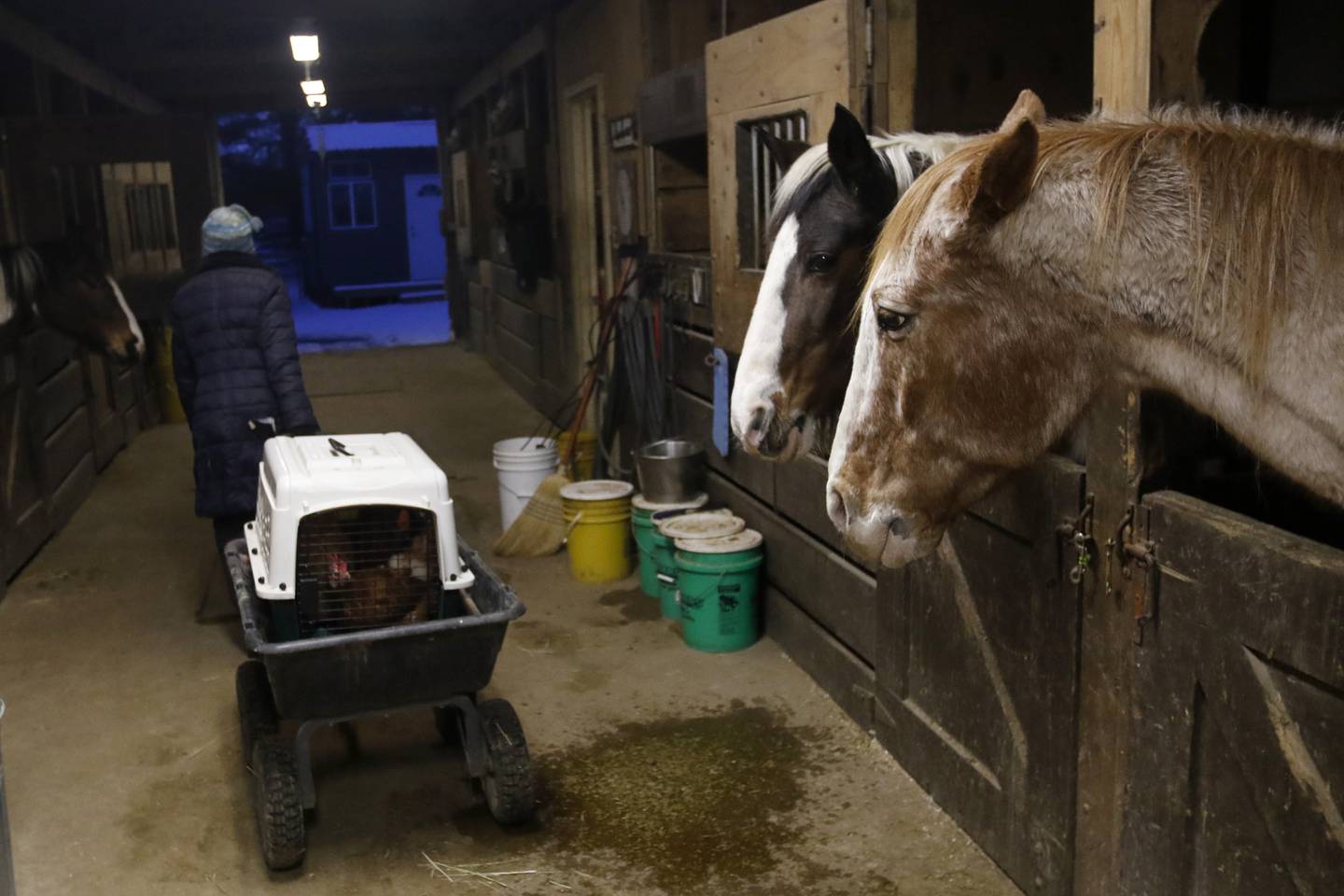 Two horses watch as Laurie Kay, of the Stardust Animal Sanctuary, pulls a cart with chicken out of the barn on Thursday, Jan. 11, 2023, as she and Leslie SanFilippo, work on prepping for the cold weather, by moving animals inside or piling hay and hanging blankets to keep out the cold from the animals pens.