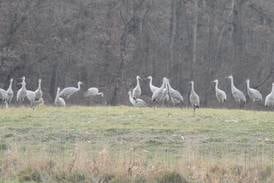 Learn about Sandhill cranes as part of Geneva lecture series