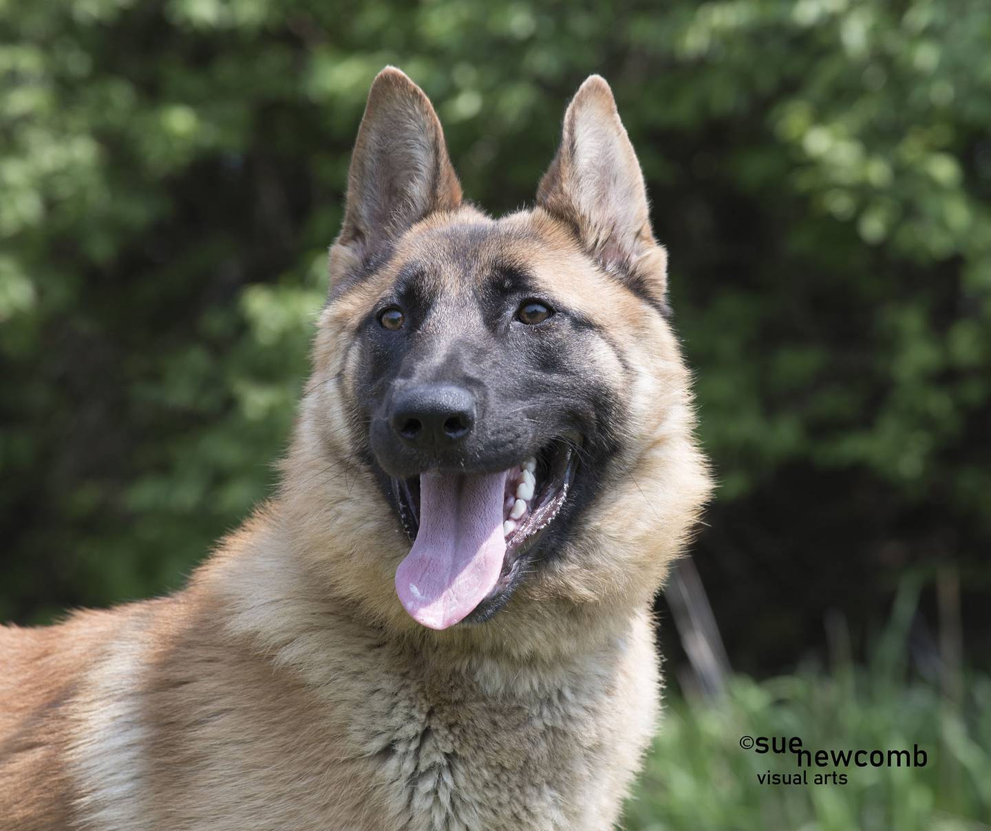 Lorelei is a large female Belgian shepherd mix who is silly and active. She needs a family that can give her lots of playtime and exercise. Lorelei gets along with people and seems to get along with her kennelmates. Contact the Will County Humane Society at willcountyhumane.com and follow the instructions for the adoption process.