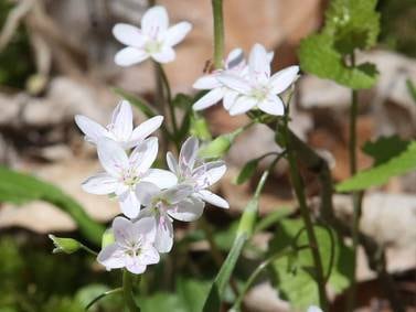 Down the Garden Path: Wildflowers are the true harbingers of Spring