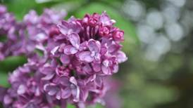 ‘A lot of purple’: May means Lilac Time in Lombard