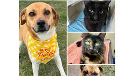 Will County Pets of the Week: June 16, 2025