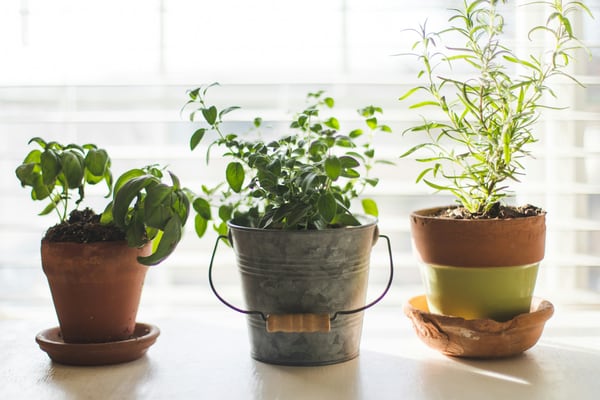 U of I Extension to offer free gardening program in Mt. Morris on March 25