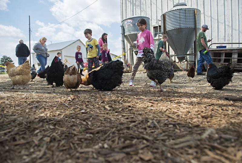 Chickens and turkeys roam about the property as visitors offer them snacks Saturday in Chadwick.