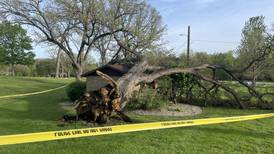 Peru to analyze other at-risk trees at Centennial Park