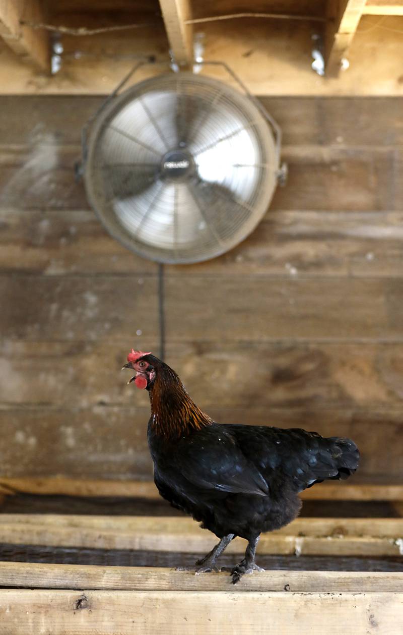 A roster keeps cool in a barn during a stop on the McHenry County Farm Stroll on Sunday, Sept. 28, 2025  at Hephzibah Farms in Hebron. The farm stroll, a self-guided tour of McHenry County’s family farms, featured farm tours, demonstrations and products for sale at eleven farms.