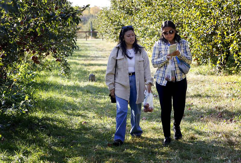Alex Biswas, of Chicago, and Mayra Mendez, of Zion, look at their guide as the figure out the next type of apples they want to pick on Thursday, Oct. 10, 2024, at the Royal Oak Farm Apple Orchard in Harvard.
