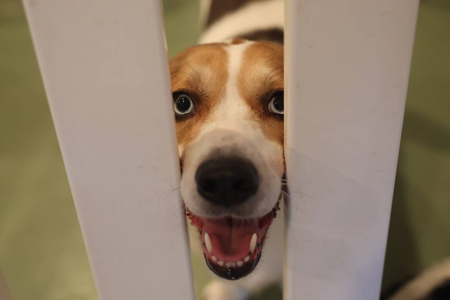 Jim and Kari Keenan who rescued Wags, named after their business, peeks through the fence at Wags to Riches on Tuesday, June 18, 2024 in Lockport.