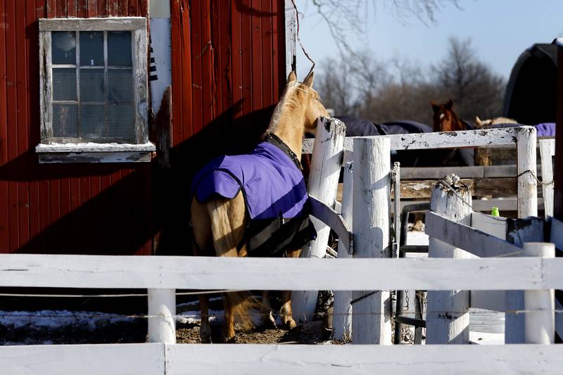 A horse wearing a purple coat to help keep the horse warm looks over there fence on Thursday, Jan. 23. 2025, near Woodstock.