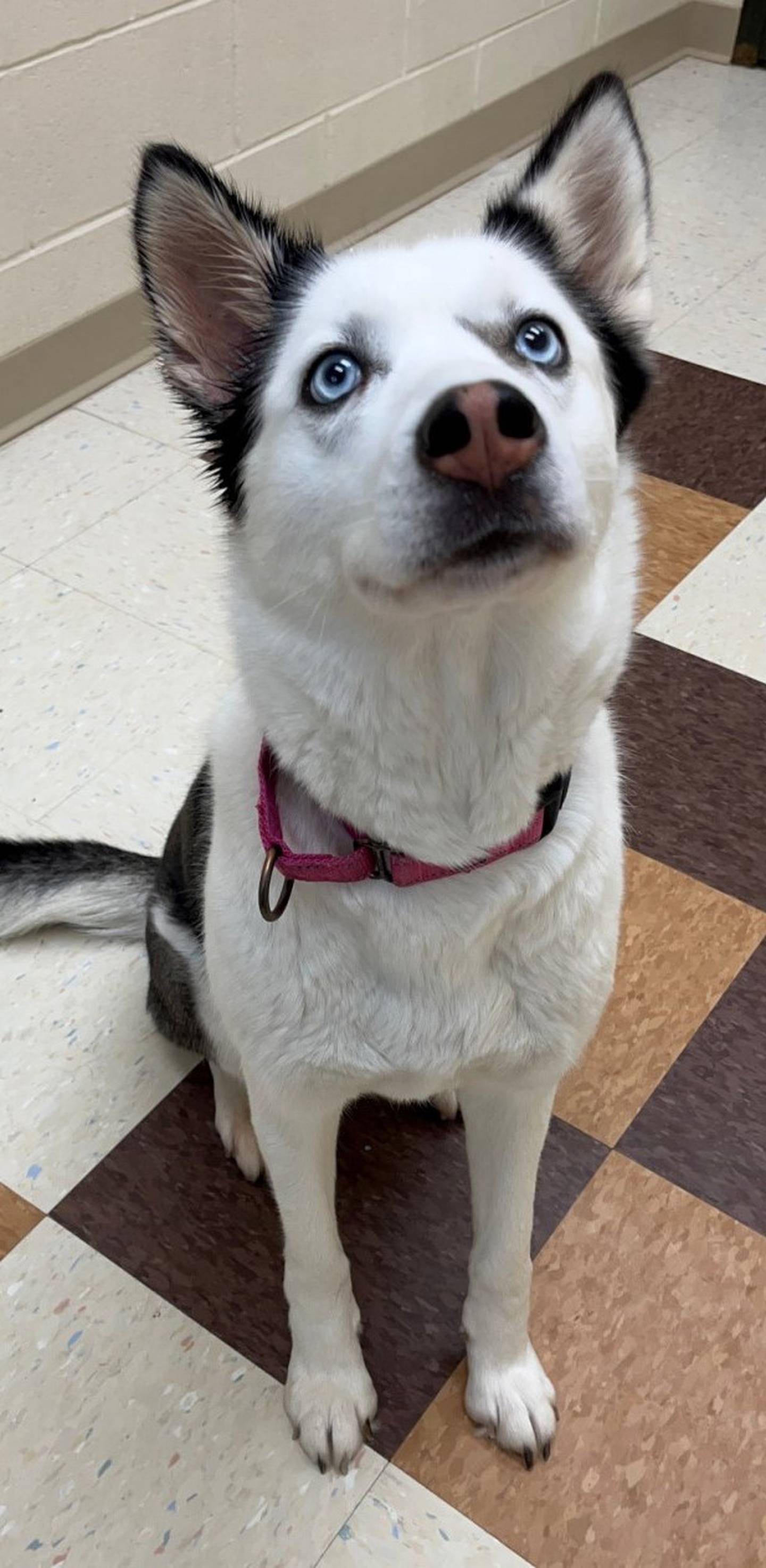 Tora is a 7-year-old mellow husky, who doesn’t mind the company of other dogs but prefers friends that respect her space and don’t jump all over her. She’s an older gal so a companion who matches her Zen personality would be best. She loves the icy weather and enjoys long walks, especially in the morning. To meet Tora, call Joliet Township Animal Control at 815-725-0333.