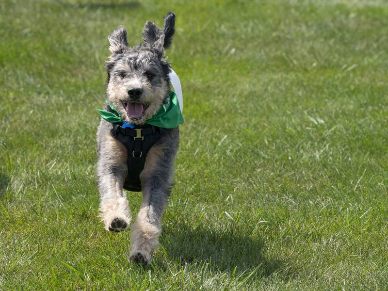 Luka, a eight month old Schnauzer Doodle mix, owned by Michell Ortega and Sean Culligan, of Glendale Heights, runs during the Dog Race event at the 7th Annual VetBros Charity Dog Show on Sunday, August 4th, 2024 at the Ross Ferraro Town Center in Carol Stream. The event featured awards, vendors, a dog agility course and a doggy water play area. All proceeds benefited the VetBros Pet Education Charitable Fund which helps community pet owners in need.