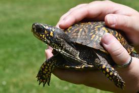 Rescued turtle in Will County Forest Preserve serves as reminder not to dump exotic pets