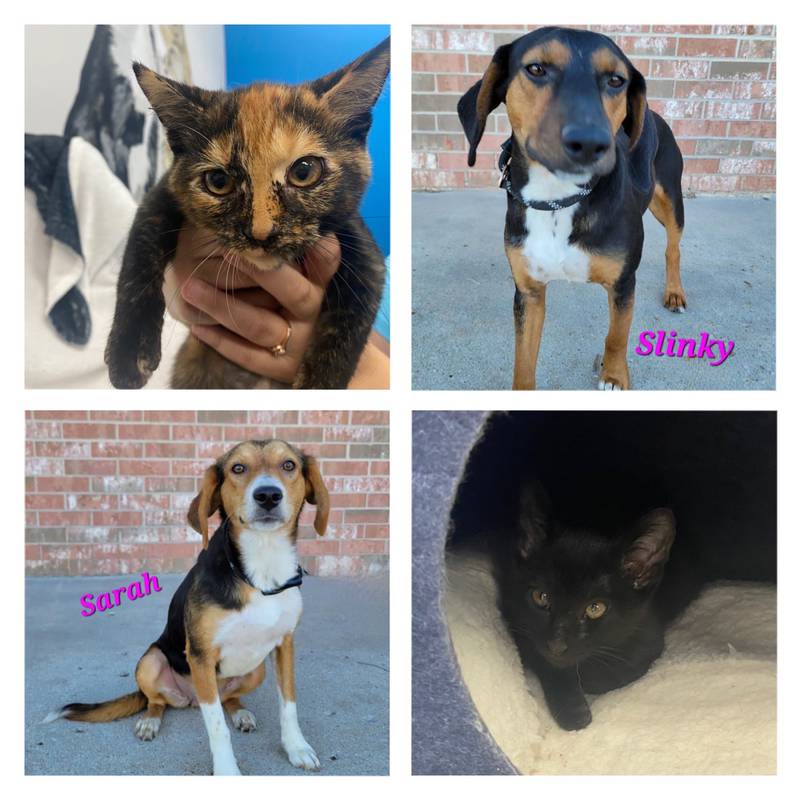 The Morris Herald-News presents this week’s Pets of the Week.