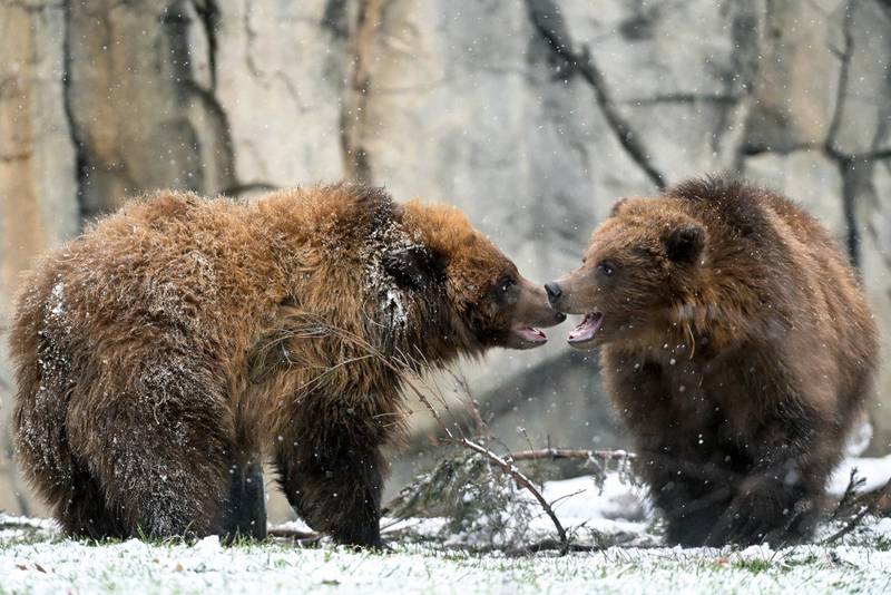 Guests can see Brookfield Zoo’s 1-year-old brown bear siblings—Jess and Tim—at Great Bear Wilderness.