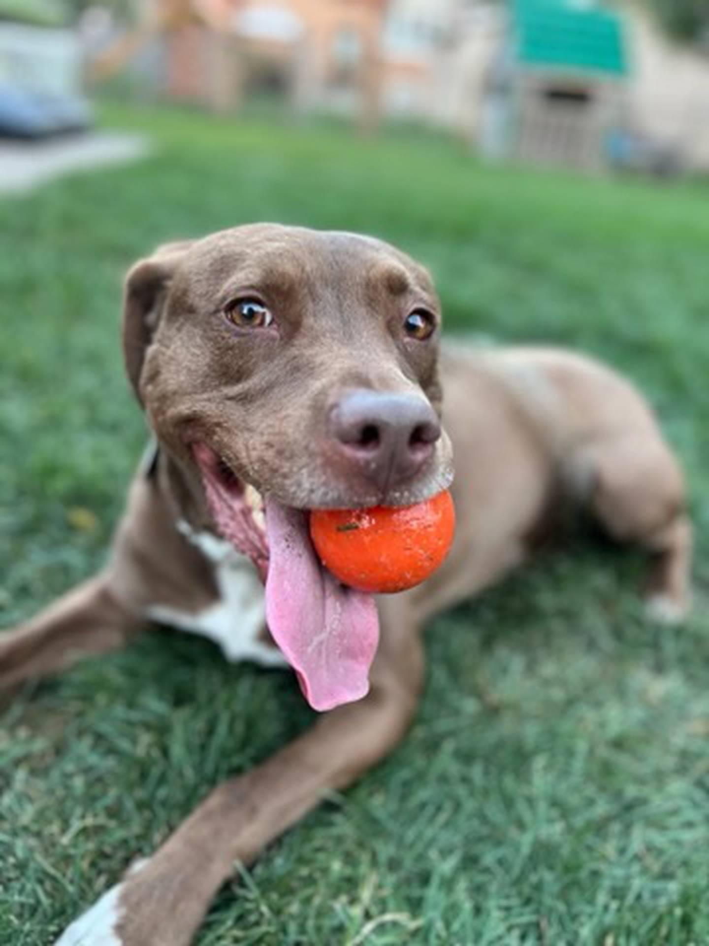 Timber is a 3-year old mix who loves to play outside. He learns commands easily, is house-broken and loves to chew Nyla bones in his crate. He does well with dogs that are calm and respect his space. Timber needs an adult-only home. He’d make an excellent companion for someone who loves outdoor activities and adventures. To meet Timber, email Dogadoption@nawsus.org. Visit nawsus.org.