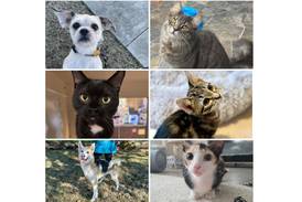 Will County Pets of the Week: March 23, 2026