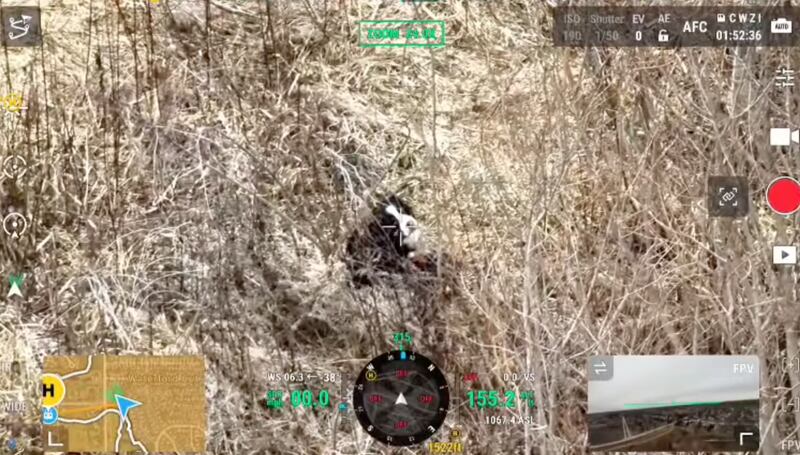 Charlie, the Bernese mountain dog, is spotted on Sunday, Jan. 5, 2025, on a thermal drone camera operated by Mike Smith of SmithicAir and Kat Cavanaugh of Dog Gone Pet Recovery.