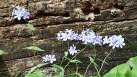 Fun blooms with kayaking, wildflowers hikes at Will County forest preserves