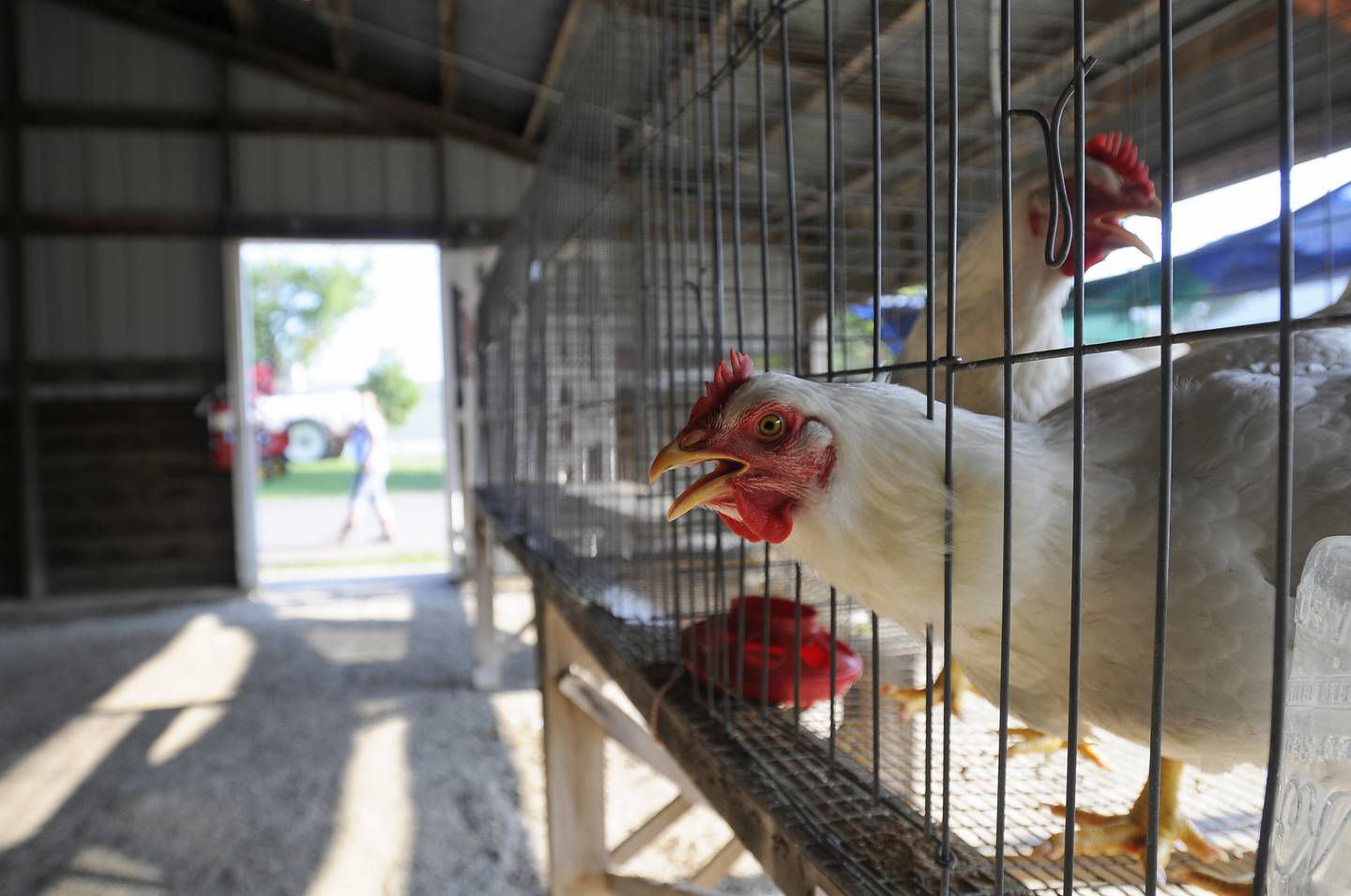 A chicken pokes its head through a cage in the poultry barn at the Kankakee County Fair.