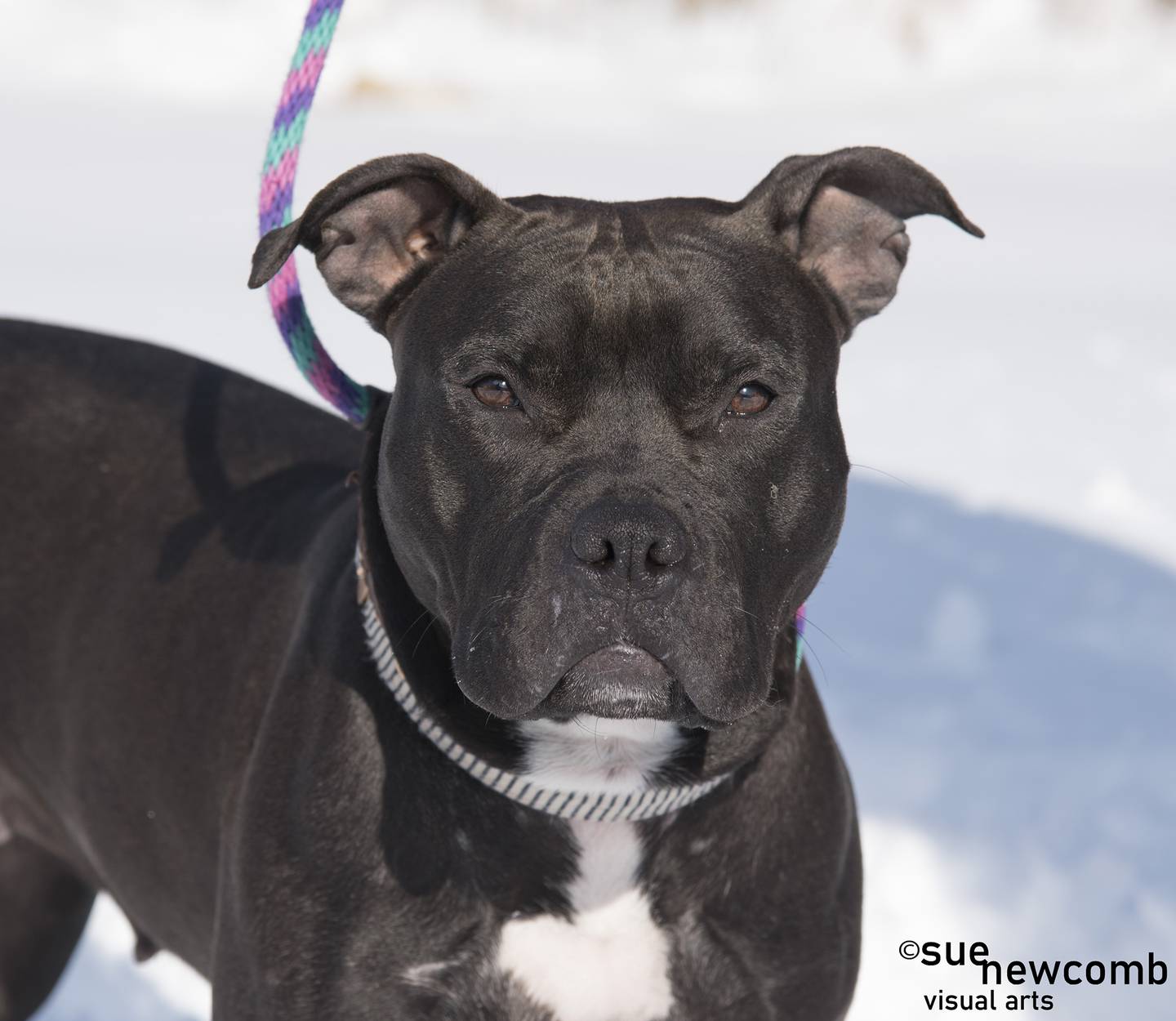 Raven is a young, smart bully mix who is very friendly and loveable. She greets everyone with kisses and tail wags and gets along with her kennel mates. Contact the Will County Humane Society at willcountyhumane.com and follow the instructions for the adoption process.