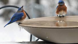 Help stop spread of bird flu – stop using bird feeders and birdbaths until May 31