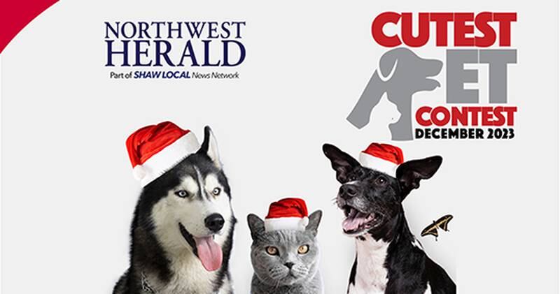 NWH Dec cute pet