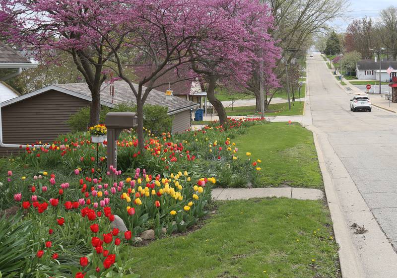 Over 1000 tulips blossom as redbud trees bloom at a home on the corner of Greenwood and 4th Streets on Monday, April 21, 2025 in Spring Valley. The tulips bloom each year at the home. The site is a sure sign of spring.