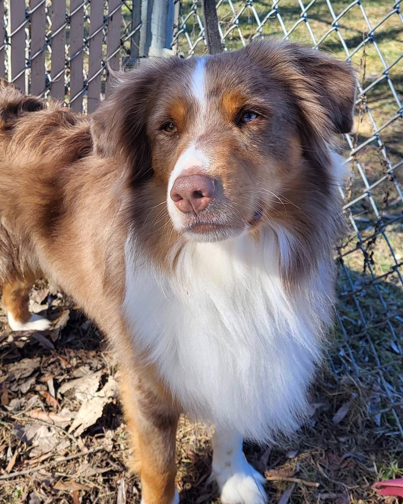 Arlo is Save-A-Pet's pet of the week for Feb. 8, 2024.