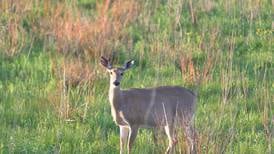 Hunters take 82,496 deer during Illinois firearm deer season