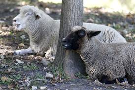 Grundy County Land Use Committee mulls whether to allow sheep to graze under solar panels