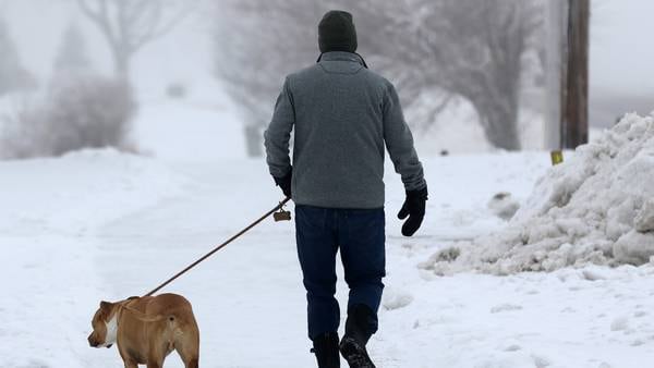 Here’s how to keep your dog safe in winter weather