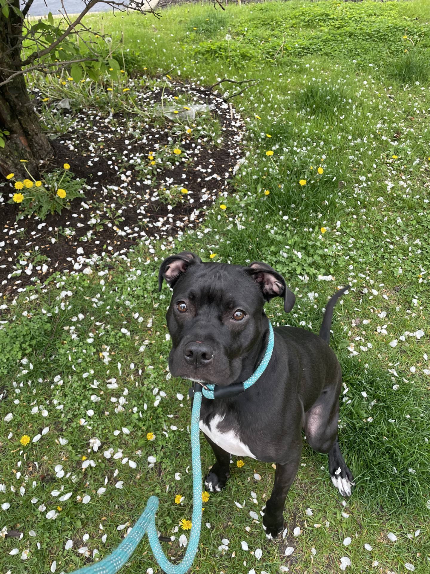 Eighteen-month-old Happy was adopted as a puppy from NAWS in 2023. She was recently returned back to the rescue due to guarding toys with another dog. She spent her whole life with a family only to be returned to a noisy shelter. Happy was confused at first but is opening up and showing her goofy and loving personality. She’s sweet and gets along well with other dogs but should be the only pet in a home to avoid any potential issues. To meet Happy, email Dogadoption@nawsus.org. Visit Visit nawsus.org.