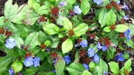 Down the Garden Path: Space to fill? Consider ground covers