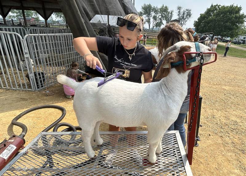 Aleeyn Dykstra, 14, of Byron, brushes Pickles before showing it at the Ogle County 4-H Fair in Oregon on Thursday, July 31, 2025. Aleeyn is a member of the Pine Creek Valley 4-H Club.