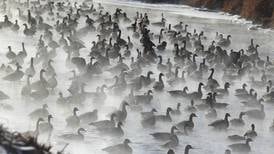 Photos: Canada geese seek refuge from cold in steamy water of Kishwaukee River in DeKlab